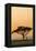 East Kenya, Amboseli NP, Sunset, Acacia Tree with Weaver Nests-Alison Jones-Framed Premier Image Canvas