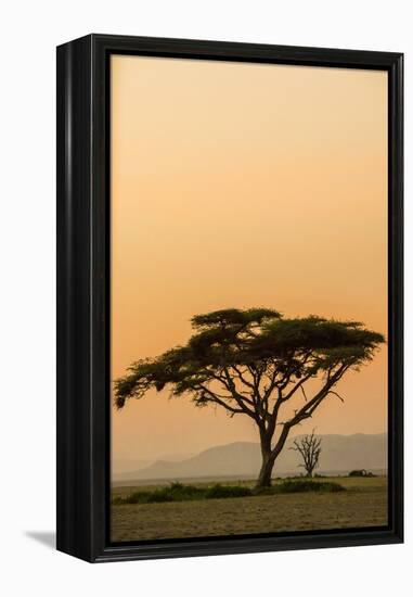 East Kenya, Amboseli NP, Sunset, Acacia Tree with Weaver Nests-Alison Jones-Framed Premier Image Canvas