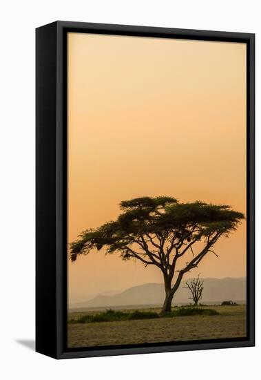 East Kenya, Amboseli NP, Sunset, Acacia Tree with Weaver Nests-Alison Jones-Framed Premier Image Canvas