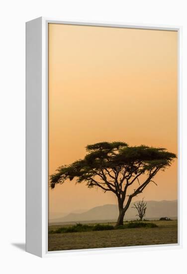 East Kenya, Amboseli NP, Sunset, Acacia Tree with Weaver Nests-Alison Jones-Framed Premier Image Canvas