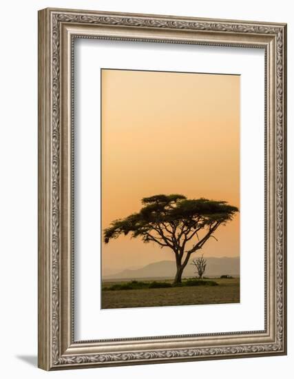 East Kenya, Amboseli NP, Sunset, Acacia Tree with Weaver Nests-Alison Jones-Framed Photographic Print