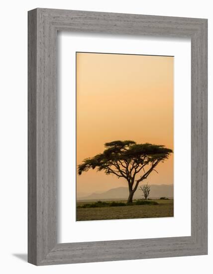 East Kenya, Amboseli NP, Sunset, Acacia Tree with Weaver Nests-Alison Jones-Framed Photographic Print