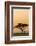 East Kenya, Amboseli NP, Sunset, Acacia Tree with Weaver Nests-Alison Jones-Framed Photographic Print