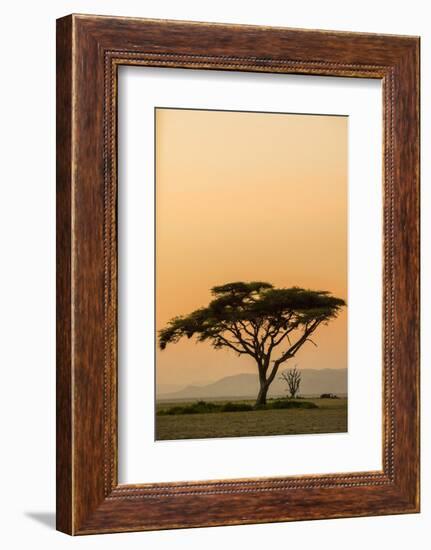 East Kenya, Amboseli NP, Sunset, Acacia Tree with Weaver Nests-Alison Jones-Framed Photographic Print