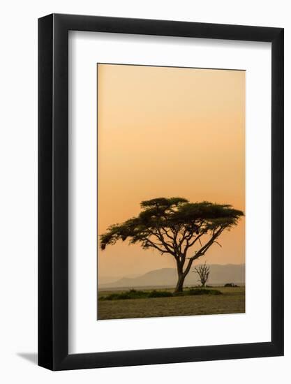 East Kenya, Amboseli NP, Sunset, Acacia Tree with Weaver Nests-Alison Jones-Framed Photographic Print