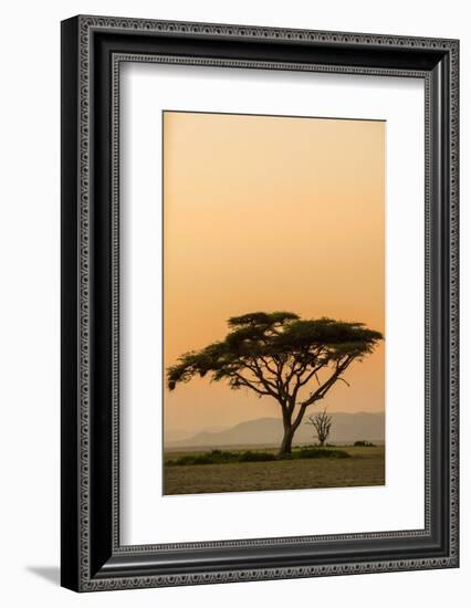 East Kenya, Amboseli NP, Sunset, Acacia Tree with Weaver Nests-Alison Jones-Framed Photographic Print