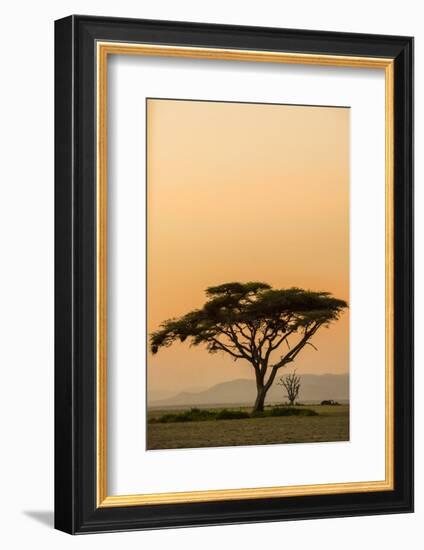 East Kenya, Amboseli NP, Sunset, Acacia Tree with Weaver Nests-Alison Jones-Framed Photographic Print