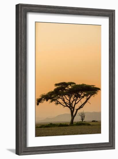 East Kenya, Amboseli NP, Sunset, Acacia Tree with Weaver Nests-Alison Jones-Framed Photographic Print