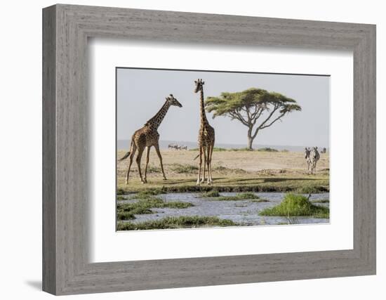 East Kenya, Outside Amboseli NP, Pair of Maasai Giraffe at Waterhole-Alison Jones-Framed Photographic Print