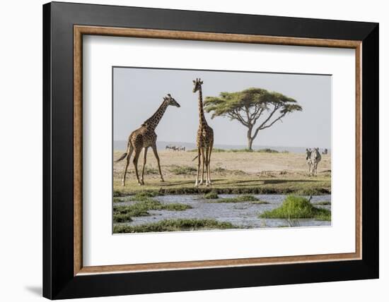 East Kenya, Outside Amboseli NP, Pair of Maasai Giraffe at Waterhole-Alison Jones-Framed Photographic Print