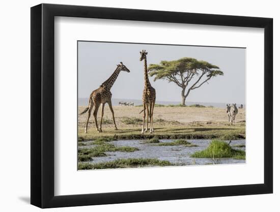 East Kenya, Outside Amboseli NP, Pair of Maasai Giraffe at Waterhole-Alison Jones-Framed Photographic Print