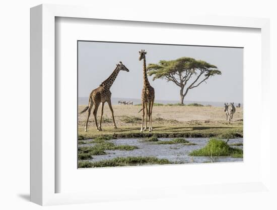 East Kenya, Outside Amboseli NP, Pair of Maasai Giraffe at Waterhole-Alison Jones-Framed Photographic Print