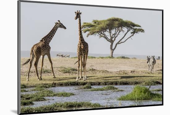 East Kenya, Outside Amboseli NP, Pair of Maasai Giraffe at Waterhole-Alison Jones-Mounted Photographic Print