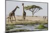 East Kenya, Outside Amboseli NP, Pair of Maasai Giraffe at Waterhole-Alison Jones-Mounted Photographic Print
