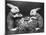 Easter Bunnies and Eggs-null-Mounted Photographic Print