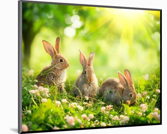 Easter Bunnies in Sunny Meadow-null-Mounted Art Print