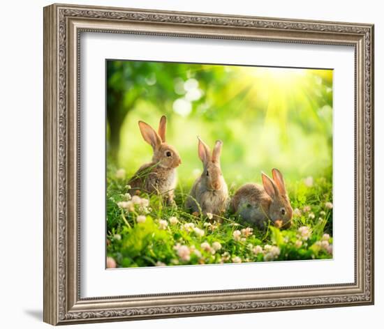 Easter Bunnies in Sunny Meadow-null-Framed Art Print