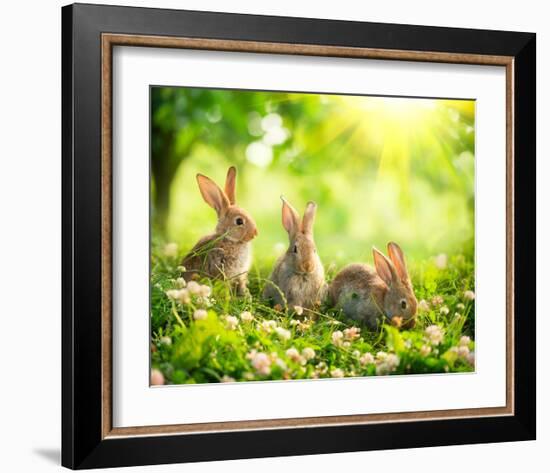 Easter Bunnies in Sunny Meadow-null-Framed Art Print