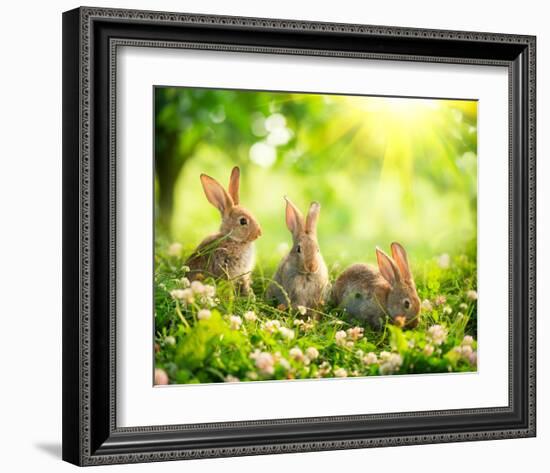 Easter Bunnies in Sunny Meadow-null-Framed Art Print