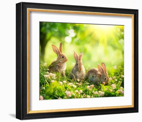 Easter Bunnies in Sunny Meadow-null-Framed Art Print