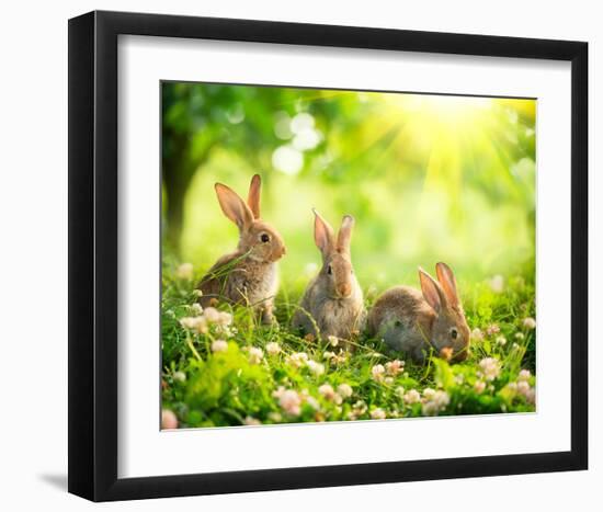 Easter Bunnies in Sunny Meadow-null-Framed Art Print
