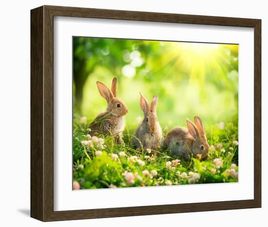 Easter Bunnies in Sunny Meadow-null-Framed Art Print