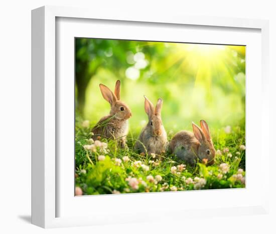 Easter Bunnies in Sunny Meadow-null-Framed Art Print