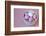 Easter Eggs in Porcelain Bowl-Andrea Haase-Framed Photographic Print