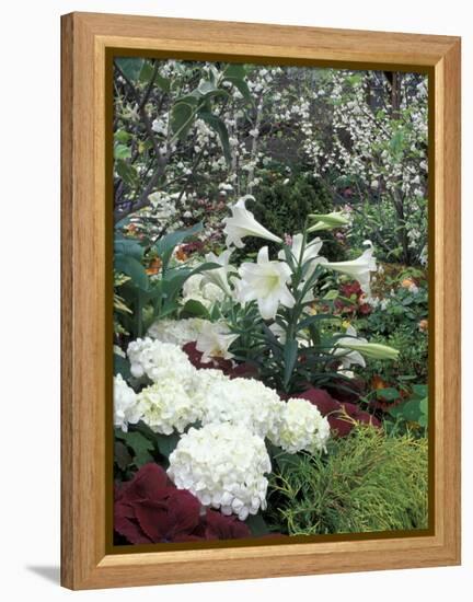 Easter Lilies and Hydrangea Flowers-Adam Jones-Framed Premier Image Canvas