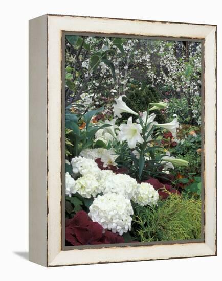 Easter Lilies and Hydrangea Flowers-Adam Jones-Framed Premier Image Canvas