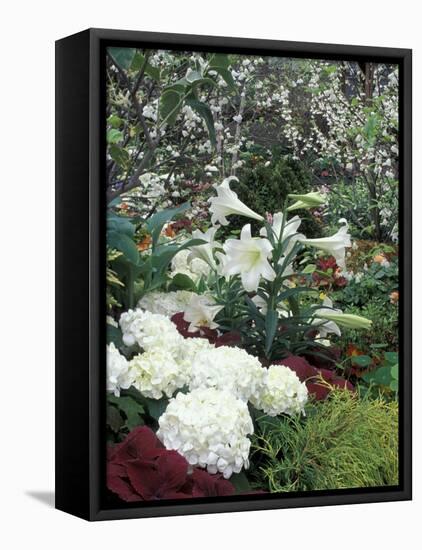 Easter Lilies and Hydrangea Flowers-Adam Jones-Framed Premier Image Canvas