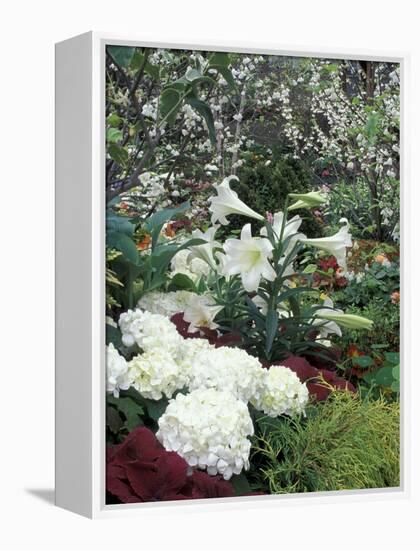 Easter Lilies and Hydrangea Flowers-Adam Jones-Framed Premier Image Canvas