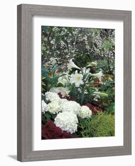 Easter Lilies and Hydrangea Flowers-Adam Jones-Framed Photographic Print