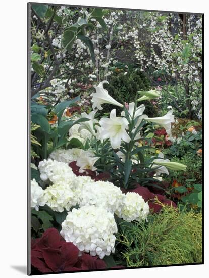 Easter Lilies and Hydrangea Flowers-Adam Jones-Mounted Photographic Print