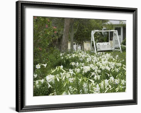 Easter Lilies, New Smyrna Beach, Volusia, Florida, USA-Lisa S. Engelbrecht-Framed Photographic Print