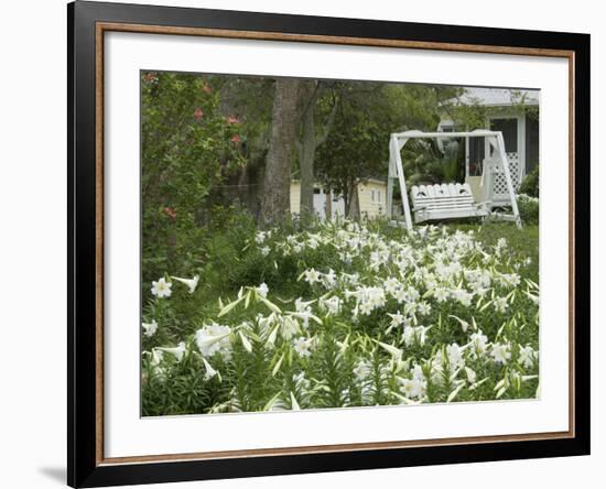 Easter Lilies, New Smyrna Beach, Volusia, Florida, USA-Lisa S. Engelbrecht-Framed Photographic Print