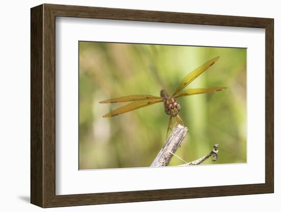 Eastern Amberwing Dragonfly Male at Wetland, Marion County, Il-Richard and Susan Day-Framed Photographic Print