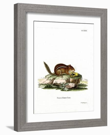 Eastern American Chipmunk-null-Framed Giclee Print