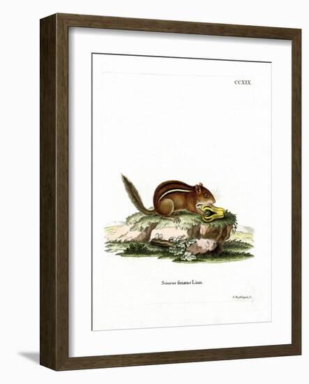 Eastern American Chipmunk-null-Framed Giclee Print