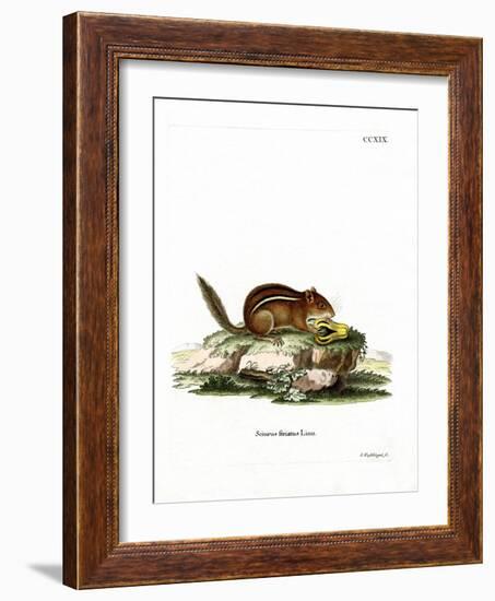 Eastern American Chipmunk-null-Framed Giclee Print