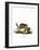 Eastern American Chipmunk-null-Framed Giclee Print