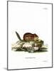 Eastern American Chipmunk-null-Mounted Giclee Print