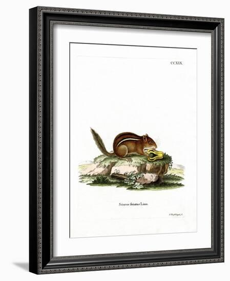 Eastern American Chipmunk-null-Framed Giclee Print