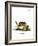 Eastern American Chipmunk-null-Framed Giclee Print