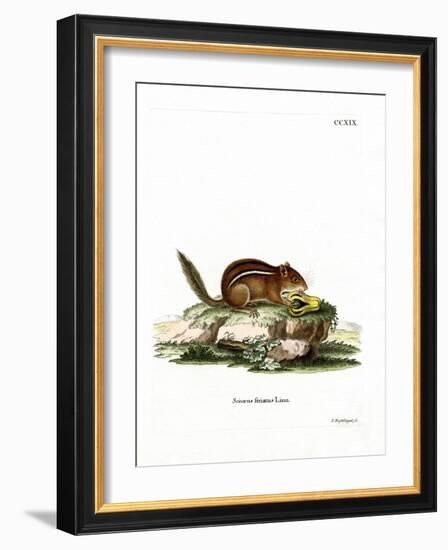 Eastern American Chipmunk-null-Framed Giclee Print