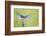 Eastern Bluebird adult male-Larry Ditto-Framed Photographic Print