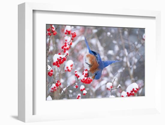 Eastern bluebird feeding on snow-covered Holly berries, USA-Marie Read-Framed Photographic Print