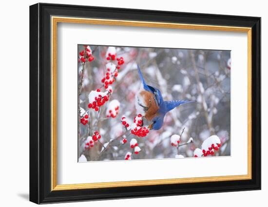 Eastern bluebird feeding on snow-covered Holly berries, USA-Marie Read-Framed Photographic Print