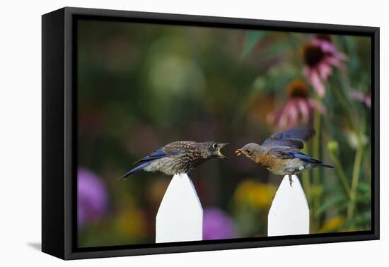 Eastern Bluebird Female Feeding Fledgling on Picket Fence Near Flower Garden, Marion, Il-Richard and Susan Day-Framed Premier Image Canvas