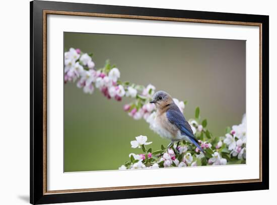 Eastern Bluebird Female in Crabapple Tree, Marion, Illinois, Usa-Richard ans Susan Day-Framed Photographic Print